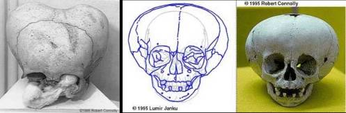 skull2.jpg?w=497&h=163
